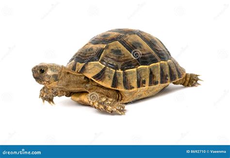 Greek tortoise stock photo. Image of animal, shell, isolated - 8692710