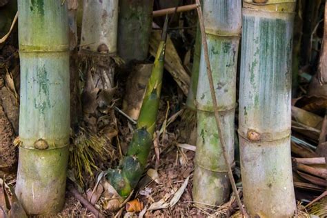 How to grow edible bamboo shoots – Artofit