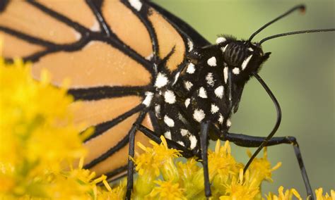 Mariposa Monarca Historias Descubre WWF