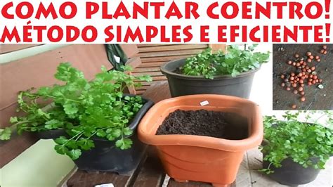 Como Plantar Coentro método mais simples e fácil do mundo YouTube