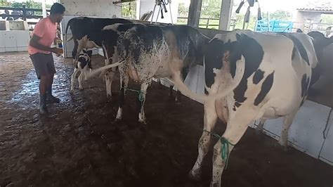 Momento Da Segunda Ordenha Faz JP Vendas De Bezerras Novilhas E Vacas