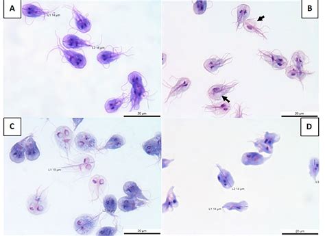 Giardia Duodenalis Trophozoite