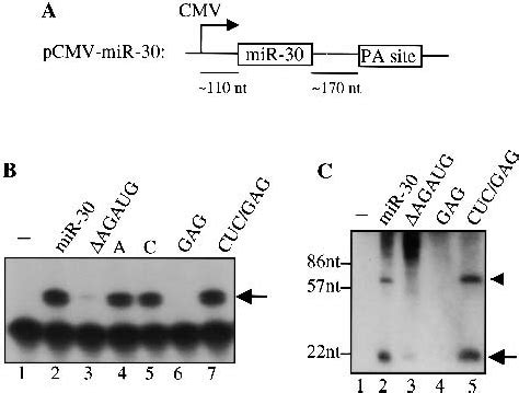 Analysis Of Mir Expression Level A A Schematic Of Pcmv Mir