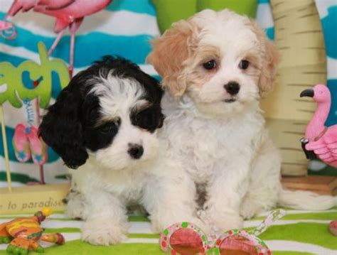 Maltese vs Cavachon - Breed Comparison | MyDogBreeds