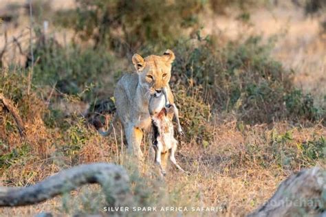 Nairobi Safari Di Giorni Nei Parchi Nazionali Di Nakuru E Maasai