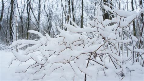 Rvores Congeladas Neve Na Neve Da Rvore No Parque Imagem De Stock