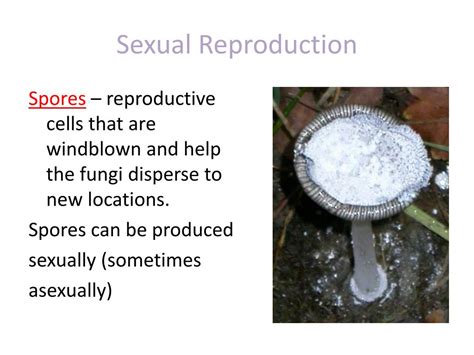 Ppt Section 53 Kingdom Fungi Pgs 152 158 Powerpoint Presentation