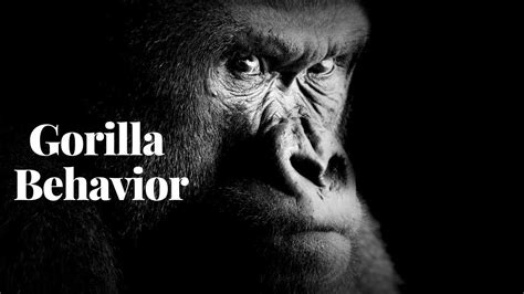 Understanding Gorilla Behavior Insights Into Their Fascinating World