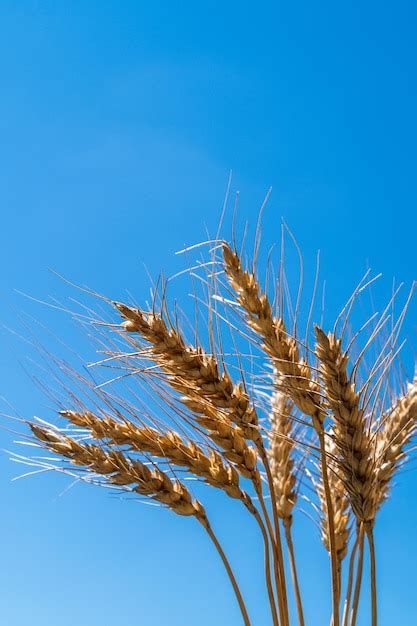 Espigas De Trigo Contra El Fondo De Cielo Azul Foto Premium