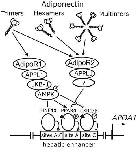 Possible Mechanism Of Adiponectin Induced Apoa Expression In Hepg