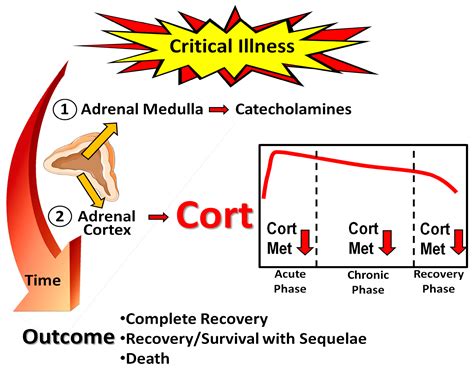 Biomedicines Free Full Text Changes In Cortisol Secretion And