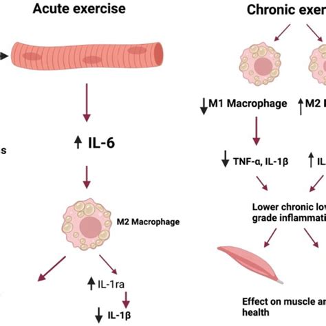 The effects of exercise on pro-inflammatory cytokines. Image created ...