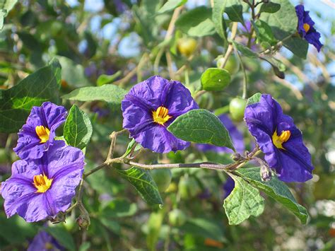 Blue Potato Bush Lycianthes Rantonnetii In Lake Forest California