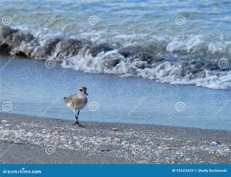 Sandpiper Walking The Beach During Sunrise Over Gulf Of Mexico Stock