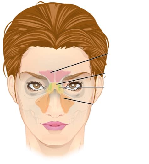 Paranasal Sinuses Diagram Quizlet