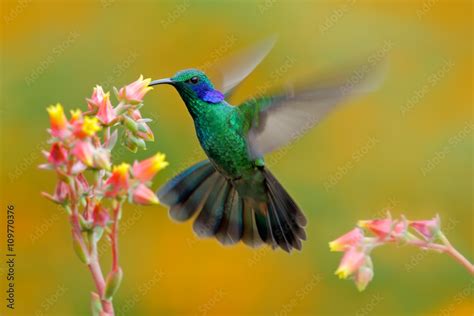 Hummingbird Green Violet Ear Colibri Thalassinus Bird Fling Next To