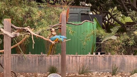 2020 Santa Ana Zoo Reopens September 9th Youtube