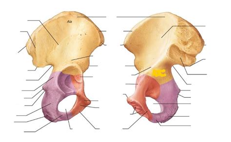 Coxal Bones 2 Diagram Quizlet