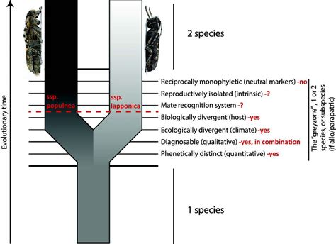 Subspecies Of Saperda Popul Image Eurekalert Science News Releases