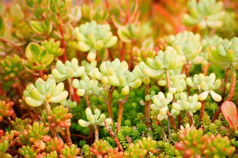 Voici Les Couvre Sols Persistants Ne Pas Manquer Dans Votre Jardin