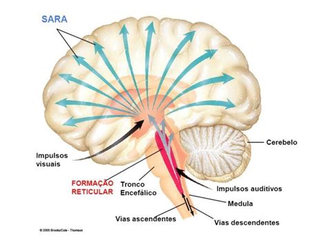 Sistema Reticular Ativador Ascendente - Como usar o Sistema Ativador Reticular para ser mais produtivo - Sua ...