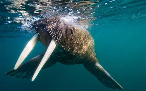 Wallpaper Walrus, tusks, underwater 1920x1200 Picture, Image