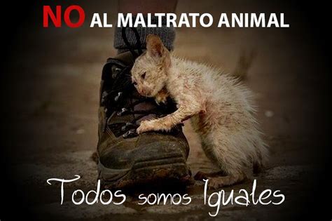 Todo Sobre Animales ♥ Maltrato Animal