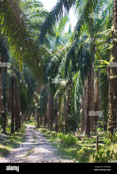 Palm Oil Plantation In Pahang Province Malaysia Stock Photo Alamy