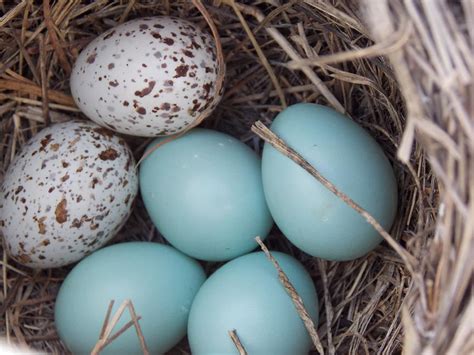 Grackle Eggs