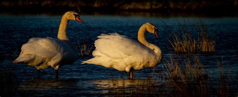 Swt Carlton Marshes Mute Swans In The Evening Sun Flickr