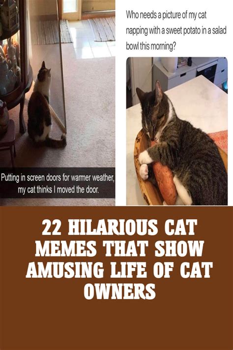 12 Hilarious Cats Proving That There S Nothing Cuter And Weirder Than