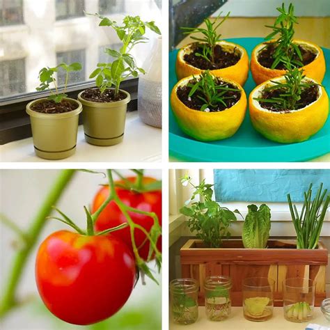 Vegetable Gardening: Remarkable Hacks for Growing Vegetables at Home ...