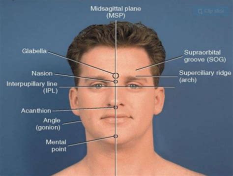 Skull Topography Flashcards Quizlet