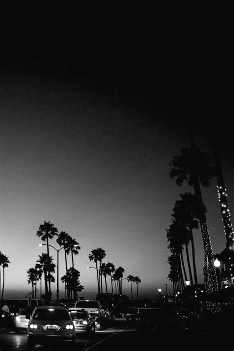 Black And White Photograph Of Palm Trees At Night