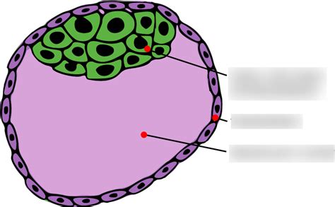 Bio Hl Blastocyst Diagram Quizlet