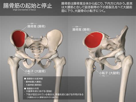 腸腰筋 徹底的解剖学（かずひろ先生 解剖学）