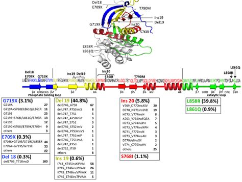 Structure Of The Epidermal Growth Factor Receptor Egfr Protein And