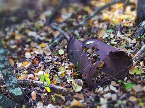 Fotos gratis árbol naturaleza bosque césped planta campo