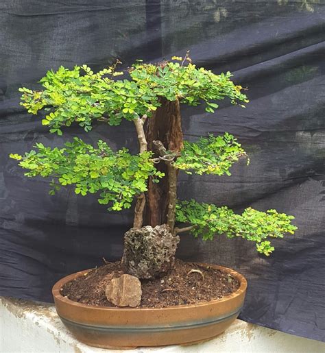 19 Bonsai Trees In Chennai Images Floating Bonsai Tree Amazon