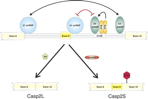 Regulation Of Apoptosis By Alternative Pre Mrna Splicing Molecular Cell