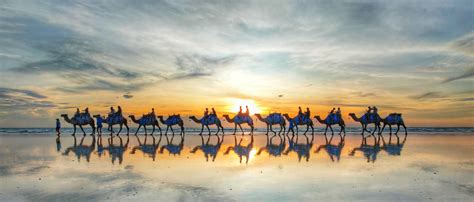 Broome Camel Safaris | Sunset Camel Rides Cable Beach