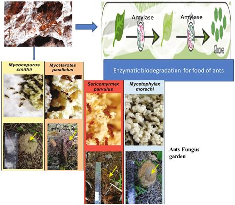 Symbiotic Association Between Ants And Fungus