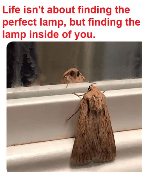 Inspirational words for all of us | Moth Lamp | Know Your Meme