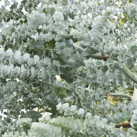 Eucalyptus Cinerea Silver Dollar Silver Blue Gum Tree