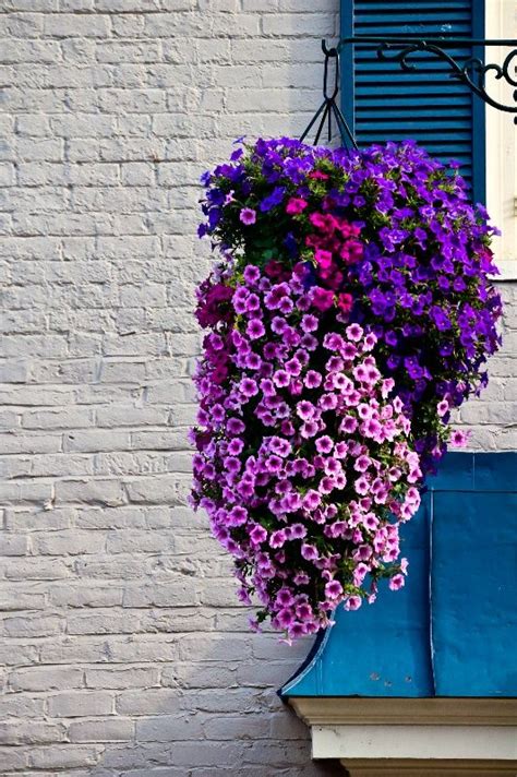 How to Keep Petunias Beautiful in a Hanging Basket ~ Garden Down South