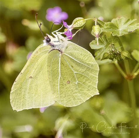 Brimstone Butterfly by Paulspix | ePHOTOzine