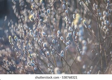 Soft Spring Background Pussy Willow Catkins Stock Photo Shutterstock