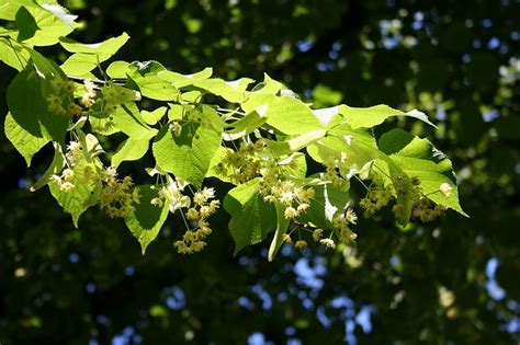 Linden Tree - Abundant Edible Leaves and Flowers - Eat The Planet