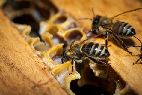 How Harmful Pesticides Affect The Inner Workings Of Bee Colonies