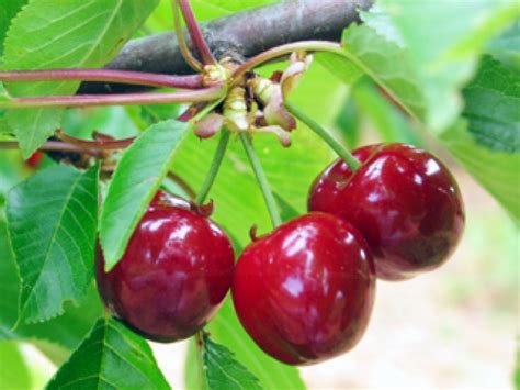 Paraiso das Árvores Cerejeira Cereja Árvores Frutíferas Tudo em